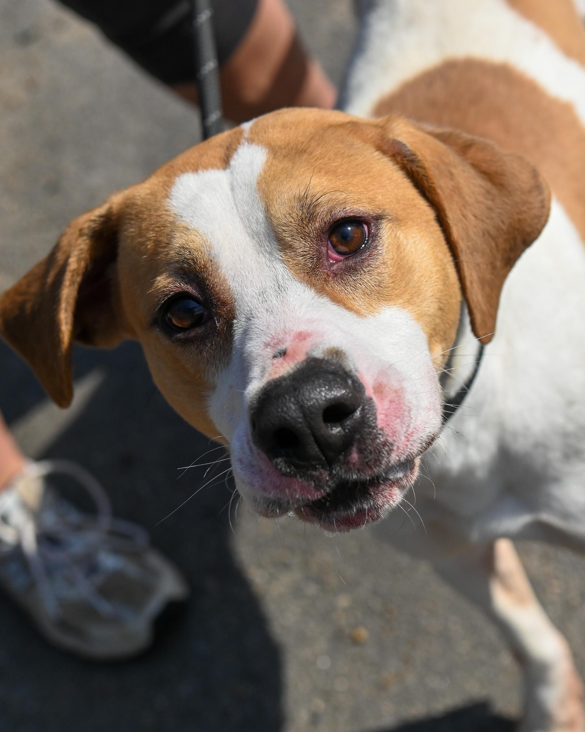 Enlarge Trax, a Adoptable Hound in Petersburg, VA image 3/6