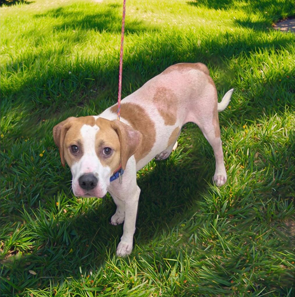 Trax, a Adoptable Hound in Petersburg, VA image 1/2