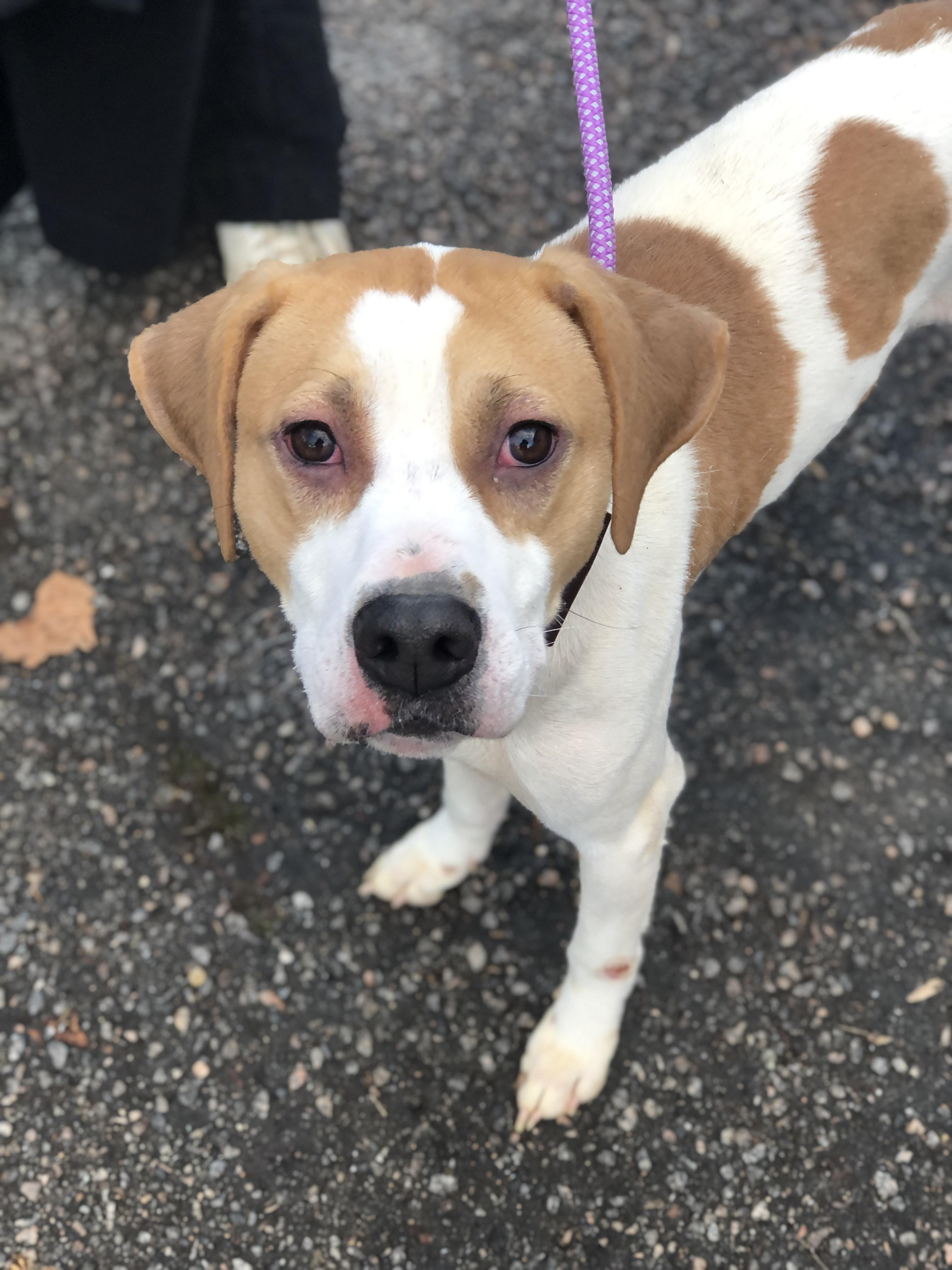 Trax, a Adoptable Hound in Petersburg, VA image 6/6