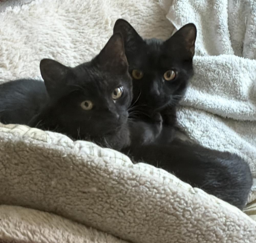 Hershey And Health thumbnail 6