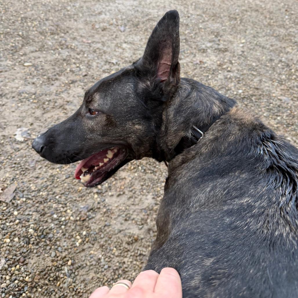 Enlarge Luca, a Adoptable Dutch Shepherd in Columbia Station, OH image 1/6
