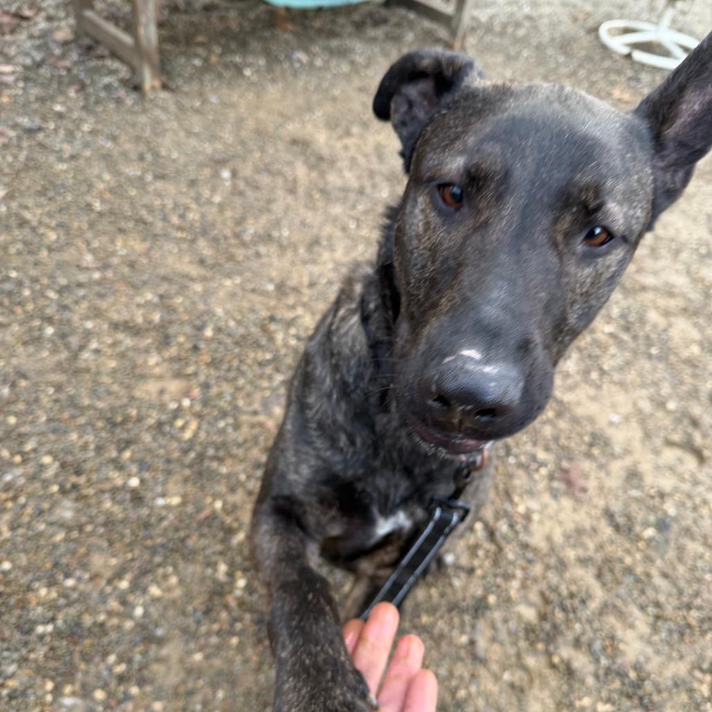 Enlarge Luca, a Adoptable Dutch Shepherd in Columbia Station, OH image 2/6