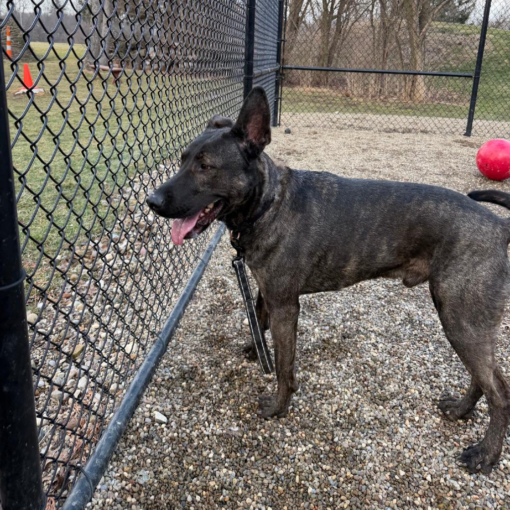 Enlarge Luca, a Adoptable Dutch Shepherd in Columbia Station, OH image 3/6