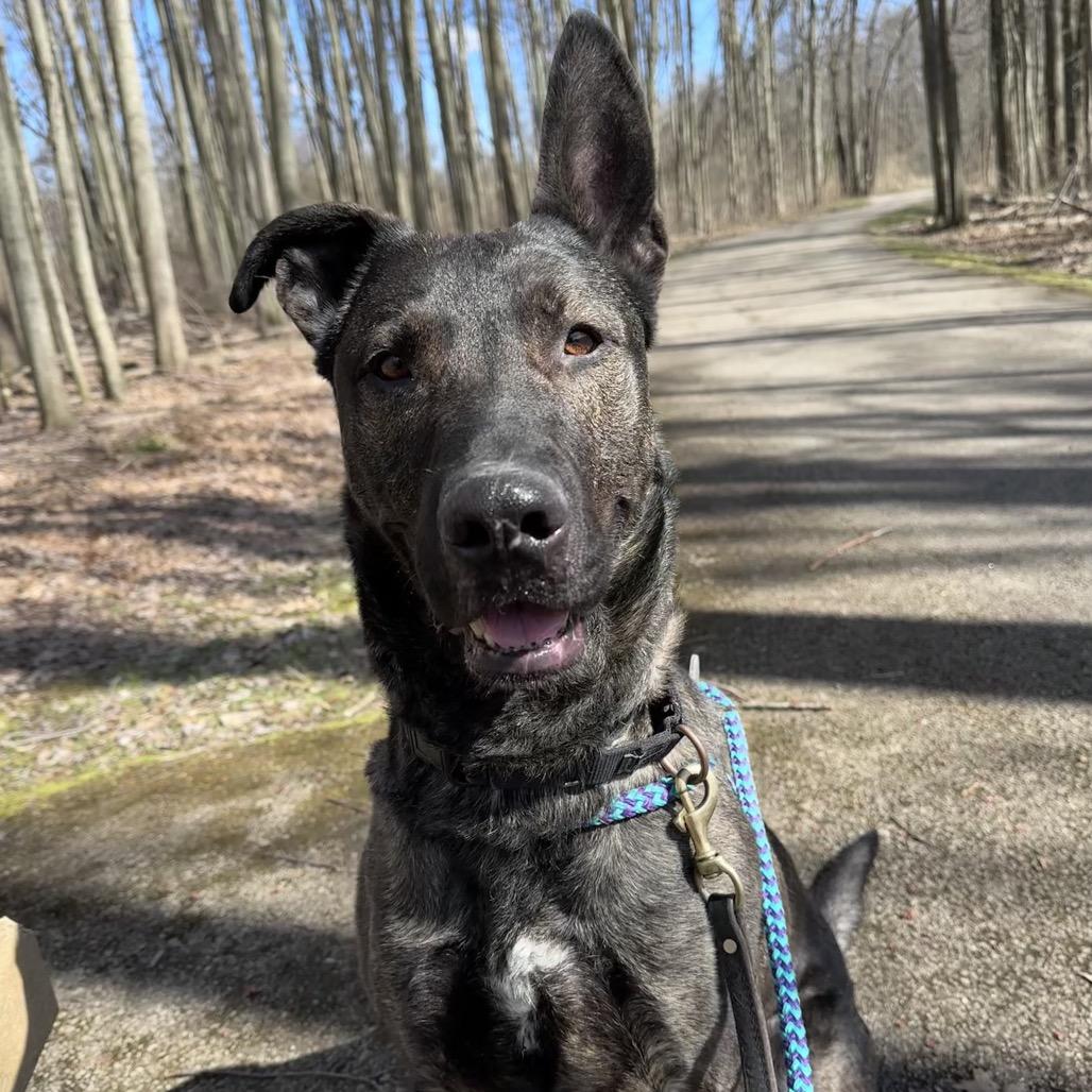 Enlarge Luca, a Adoptable Dutch Shepherd in Columbia Station, OH image 4/6