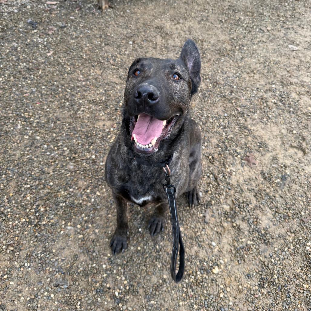 Enlarge Luca, a Adoptable Dutch Shepherd in Columbia Station, OH image 4/6
