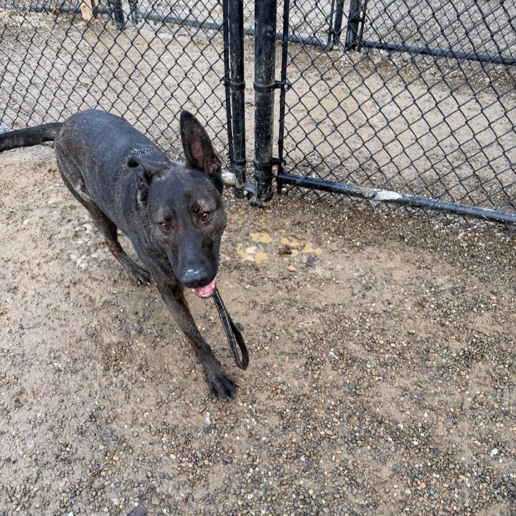 Enlarge Luca, a Adoptable Dutch Shepherd in Columbia Station, OH image 5/6