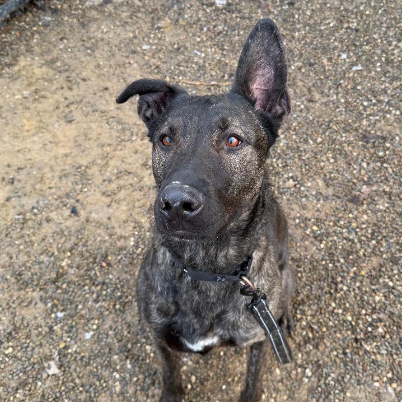 Enlarge Luca, a Adoptable Dutch Shepherd in Columbia Station, OH image 6/6