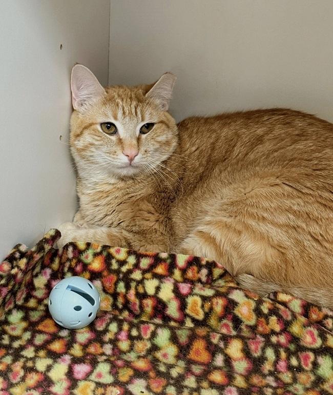 GARFIELD, ADOPTABLE, Young Male Tabby.