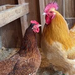 Audrey, Adoptable, Young Female Chicken.