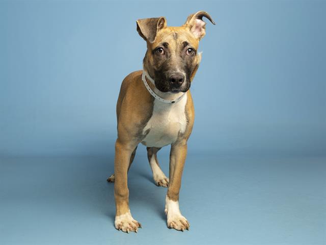 Enlarge RUFUS, a Adoptable mixed breed in Phoenix, AZ image 1/1