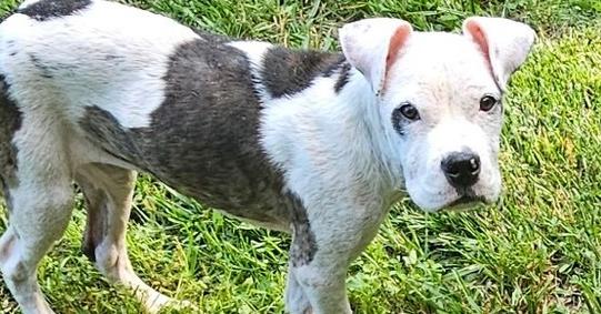 Otis, Adoptable, Puppy Male Pit Bull Terrier.