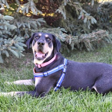 Juniper, Adoptable, Young Female Coonhound & Mixed Breed.