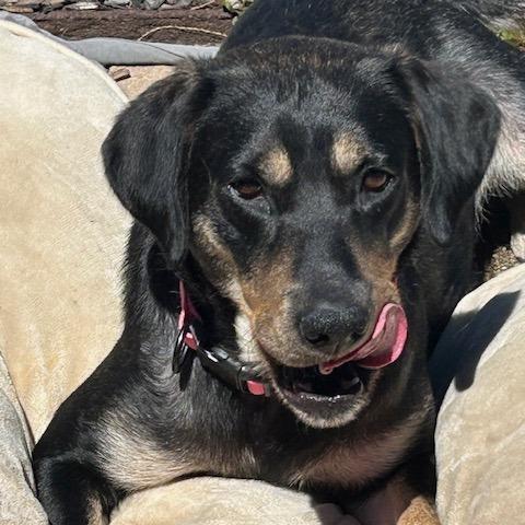 Enlarge Juniper, a Adoptable mixed breed in Kansas City, MO image 2/6