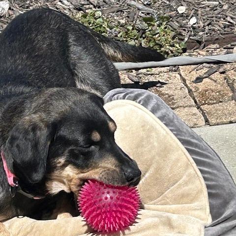 Enlarge Juniper, a Adoptable mixed breed in Kansas City, MO image 3/6