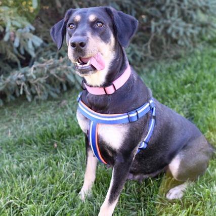 Enlarge Juniper, a Adoptable mixed breed in Kansas City, MO image 4/6