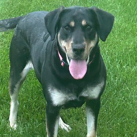Enlarge Juniper, a Adoptable mixed breed in Kansas City, MO image 4/6
