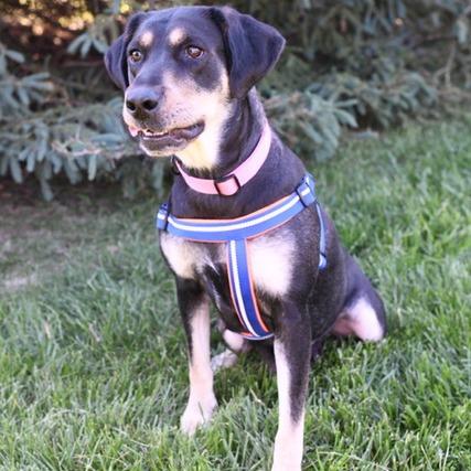 Enlarge Juniper, a Adoptable mixed breed in Kansas City, MO image 5/6
