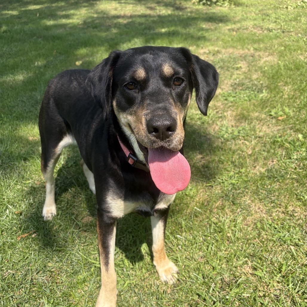 Enlarge Juniper, a Adoptable mixed breed in Kansas City, MO image 5/6
