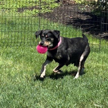 Enlarge Juniper, a Adoptable mixed breed in Kansas City, MO image 6/6