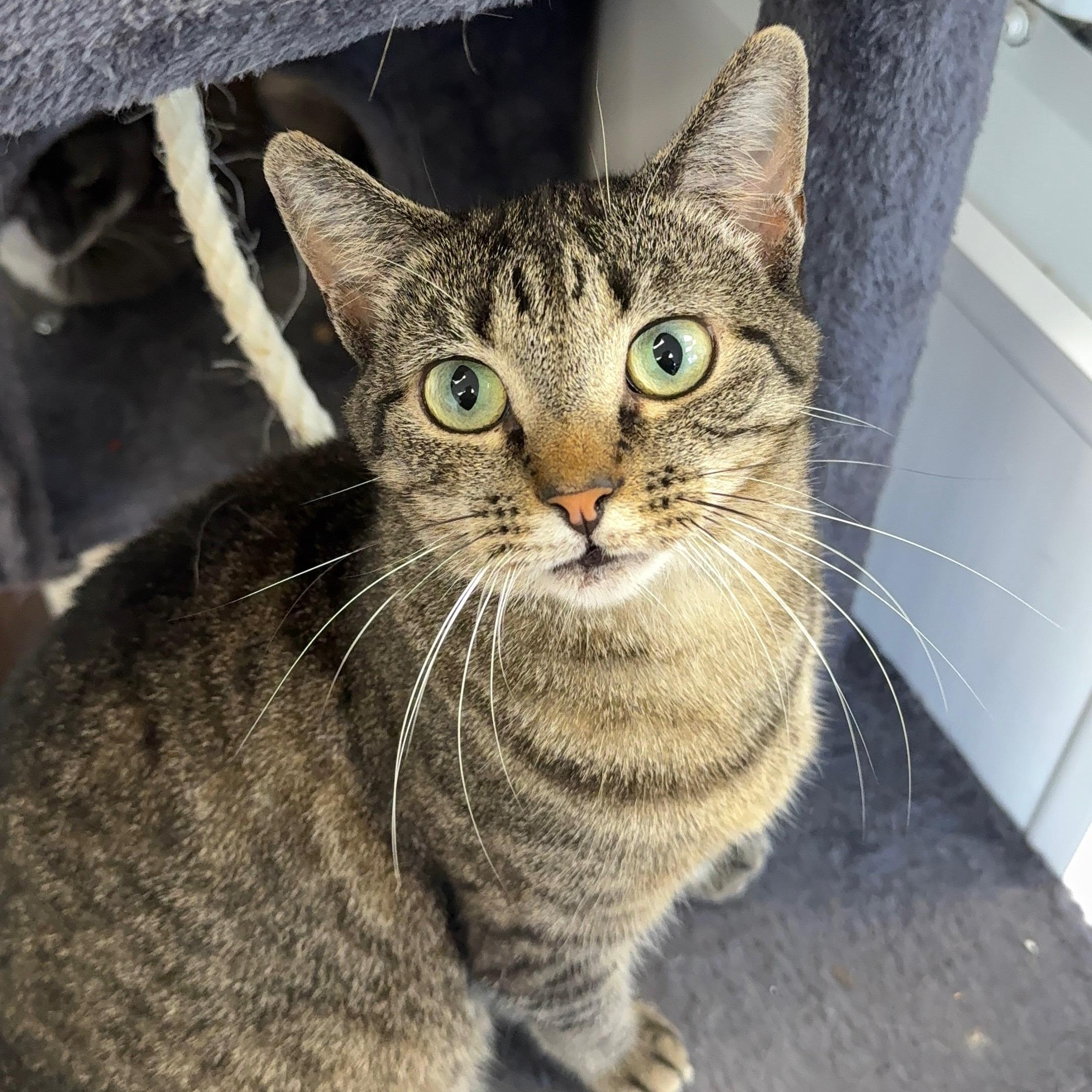 Cindy, ADOPTABLE, Adult Female Tabby.