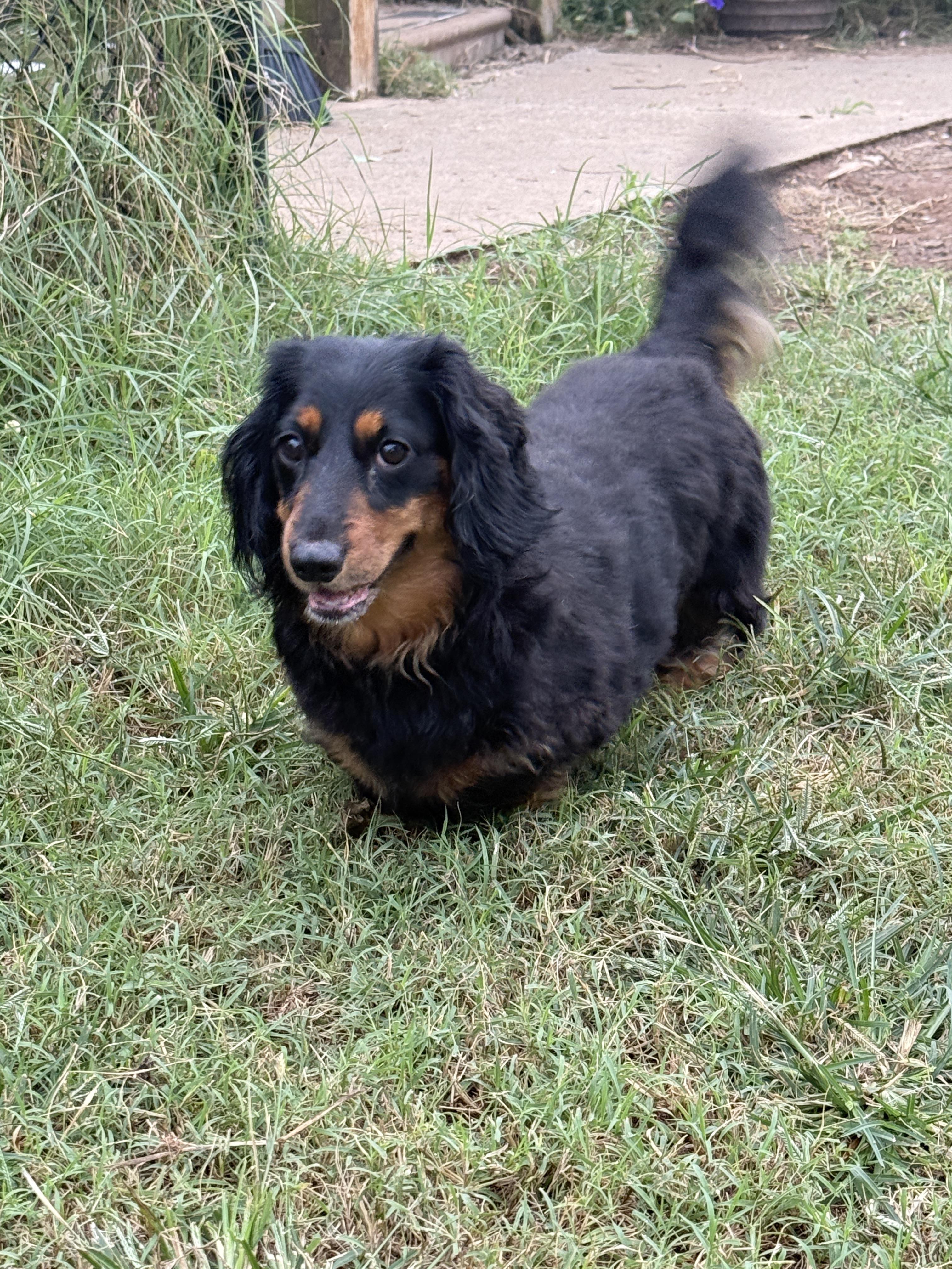 Chewy, a Adoptable Dachshund (Long Haired) in Prague, OK image 1/4