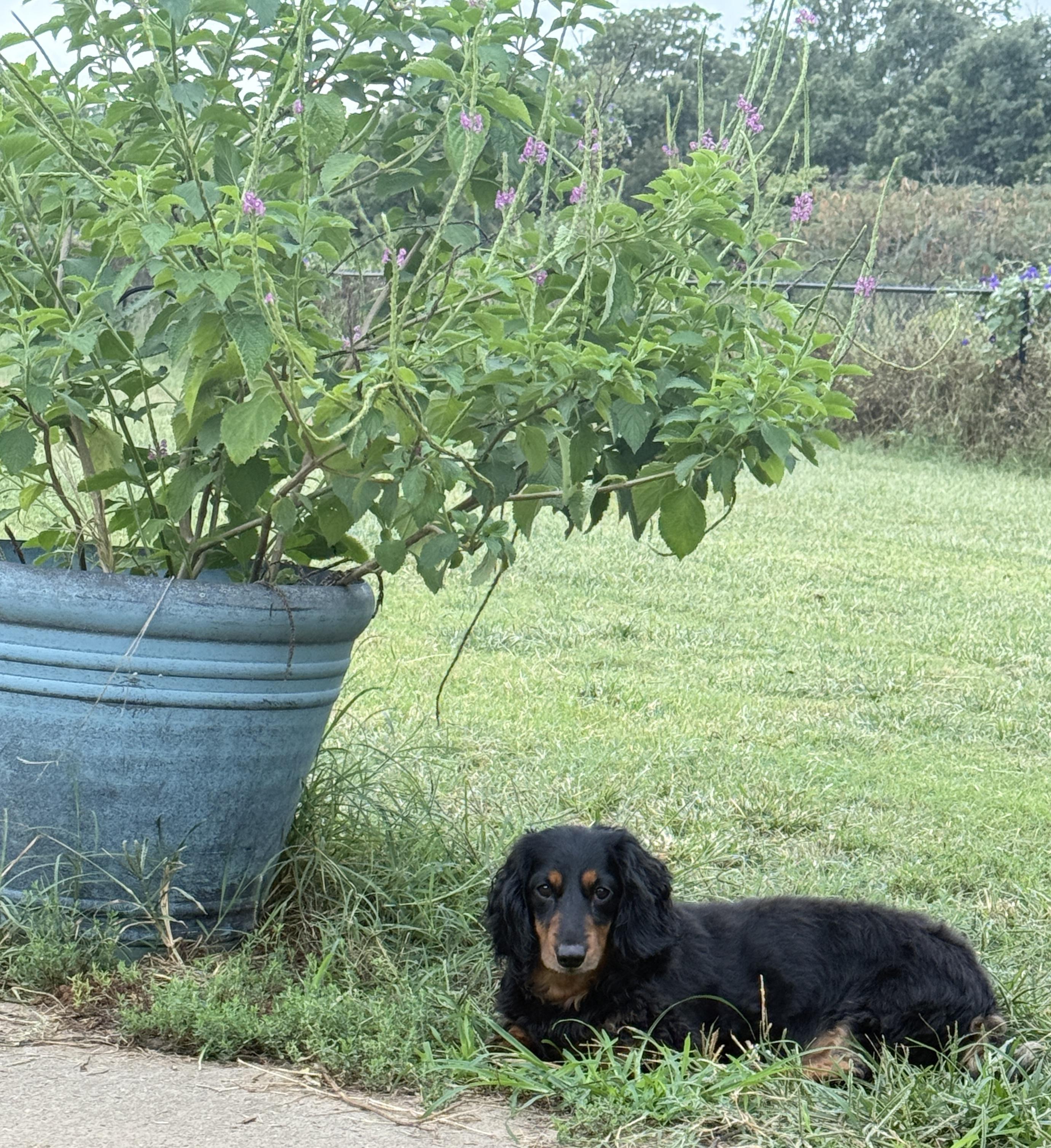 Chewy, a Adoptable Dachshund (Long Haired) in Prague, OK image 3/4