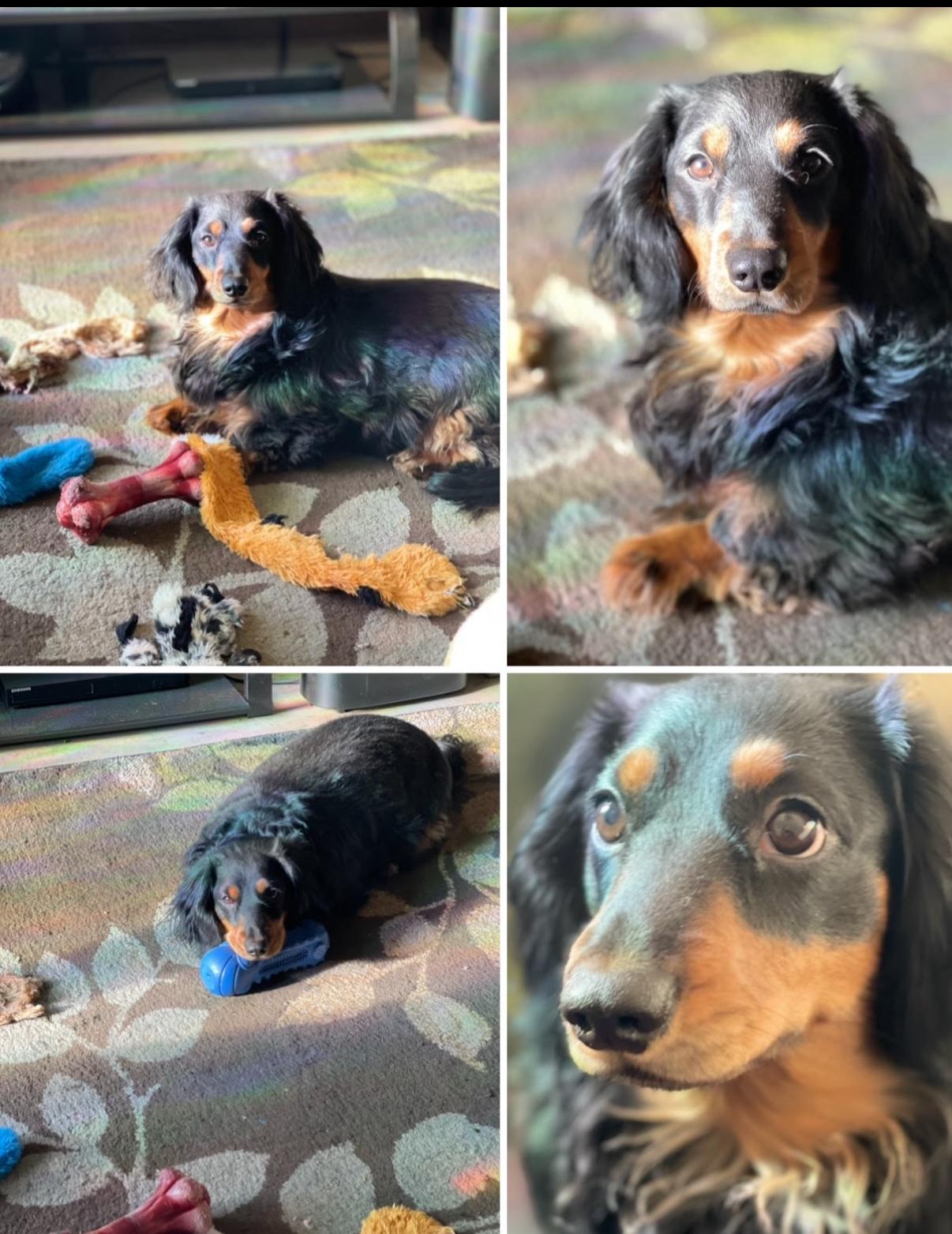Chewy, a Adoptable Dachshund (Long Haired) in Prague, OK image 4/4