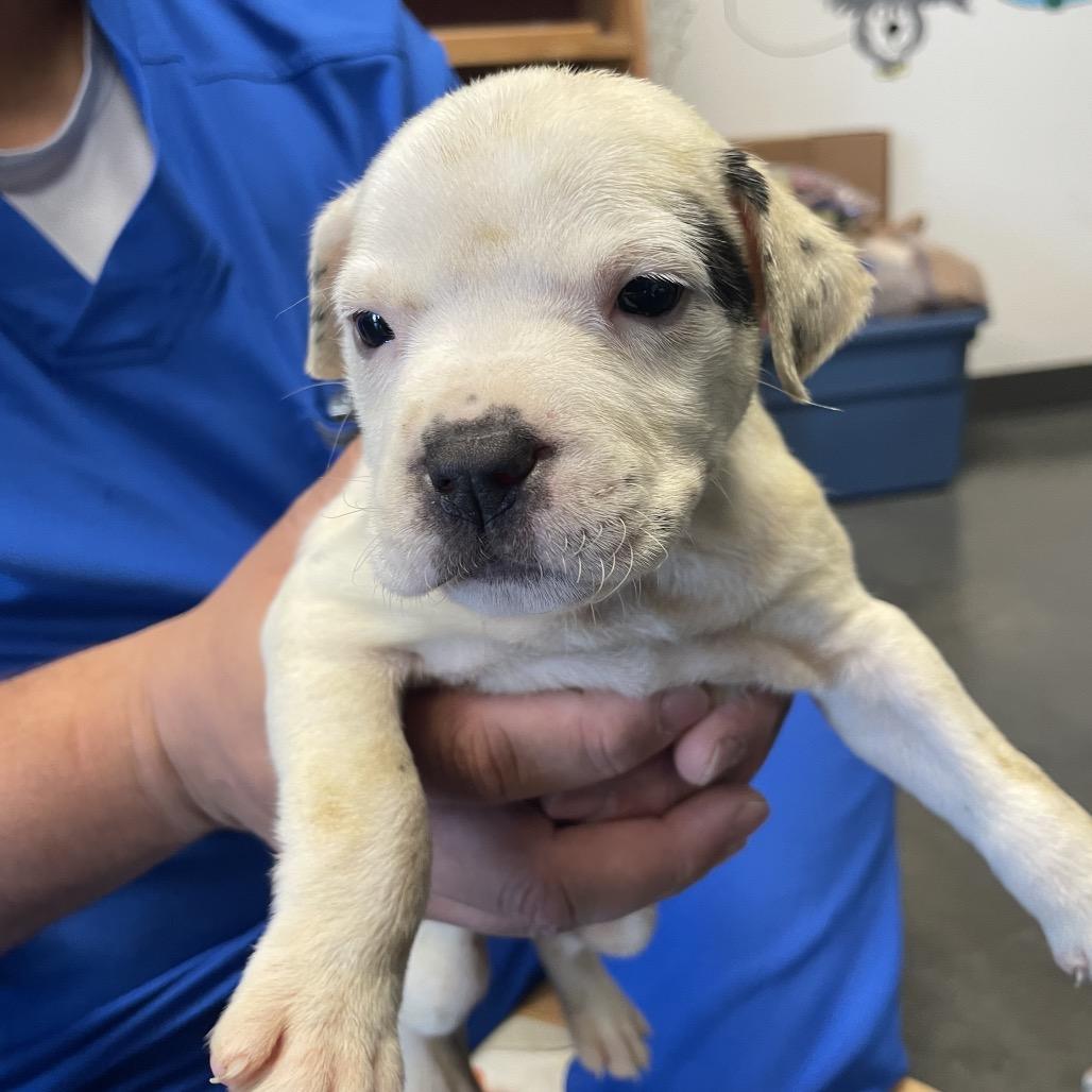 Enlarge Theodore, a Adoptable Mixed Breed in Dickinson, TX image 1/2