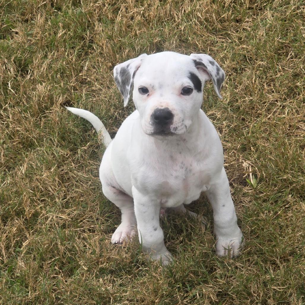 Enlarge Theodore, a Adoptable Mixed Breed in Dickinson, TX image 2/2
