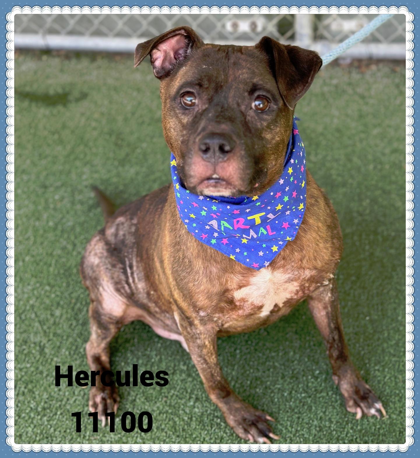 HERCULES