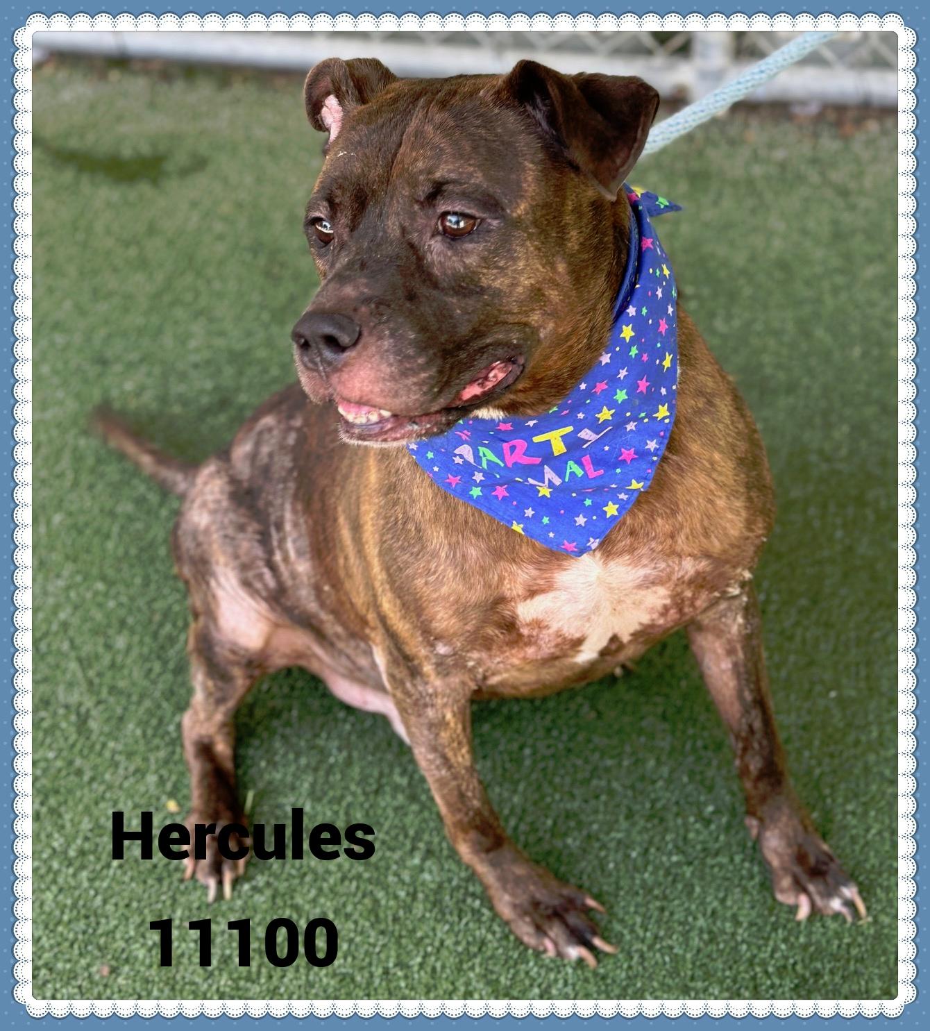 HERCULES