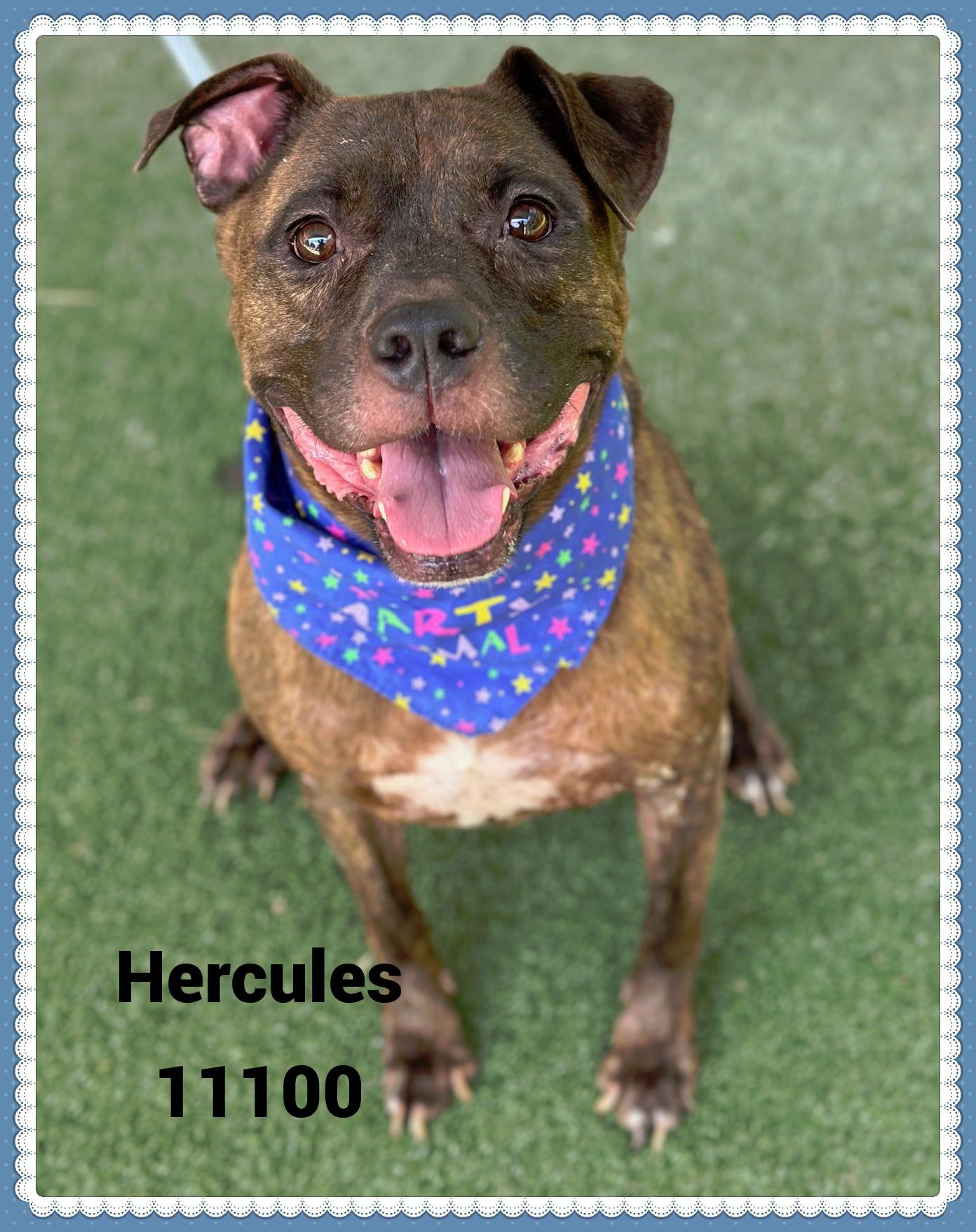 HERCULES