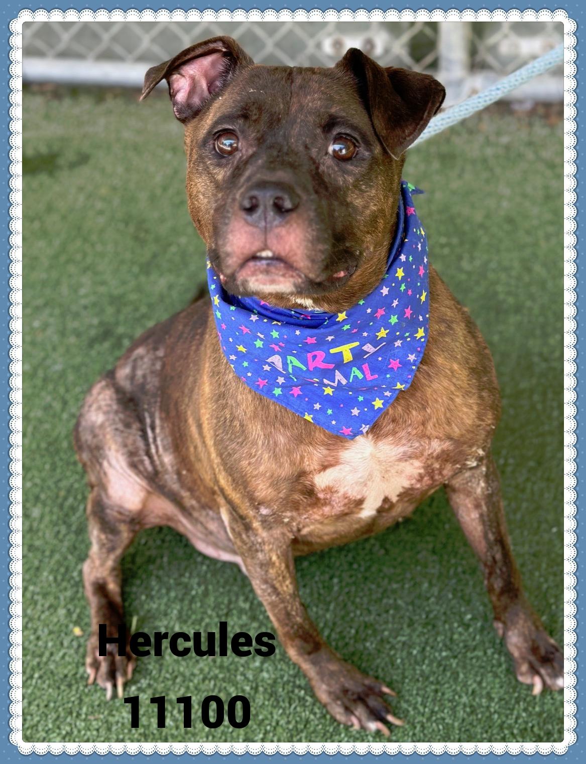 HERCULES