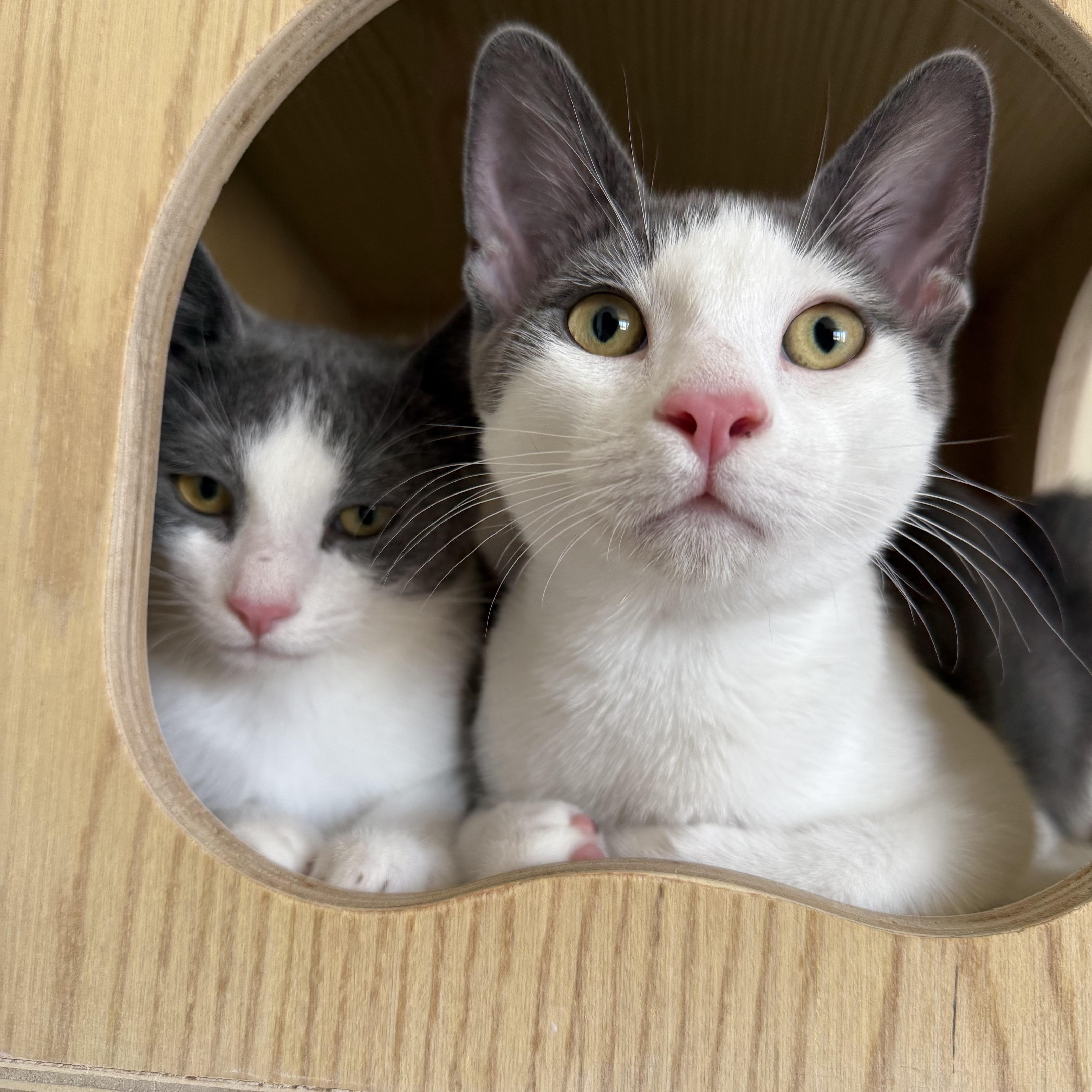 Mochi and Wasabi, Adoptable, Kitten Male Tabby & American Shorthair.