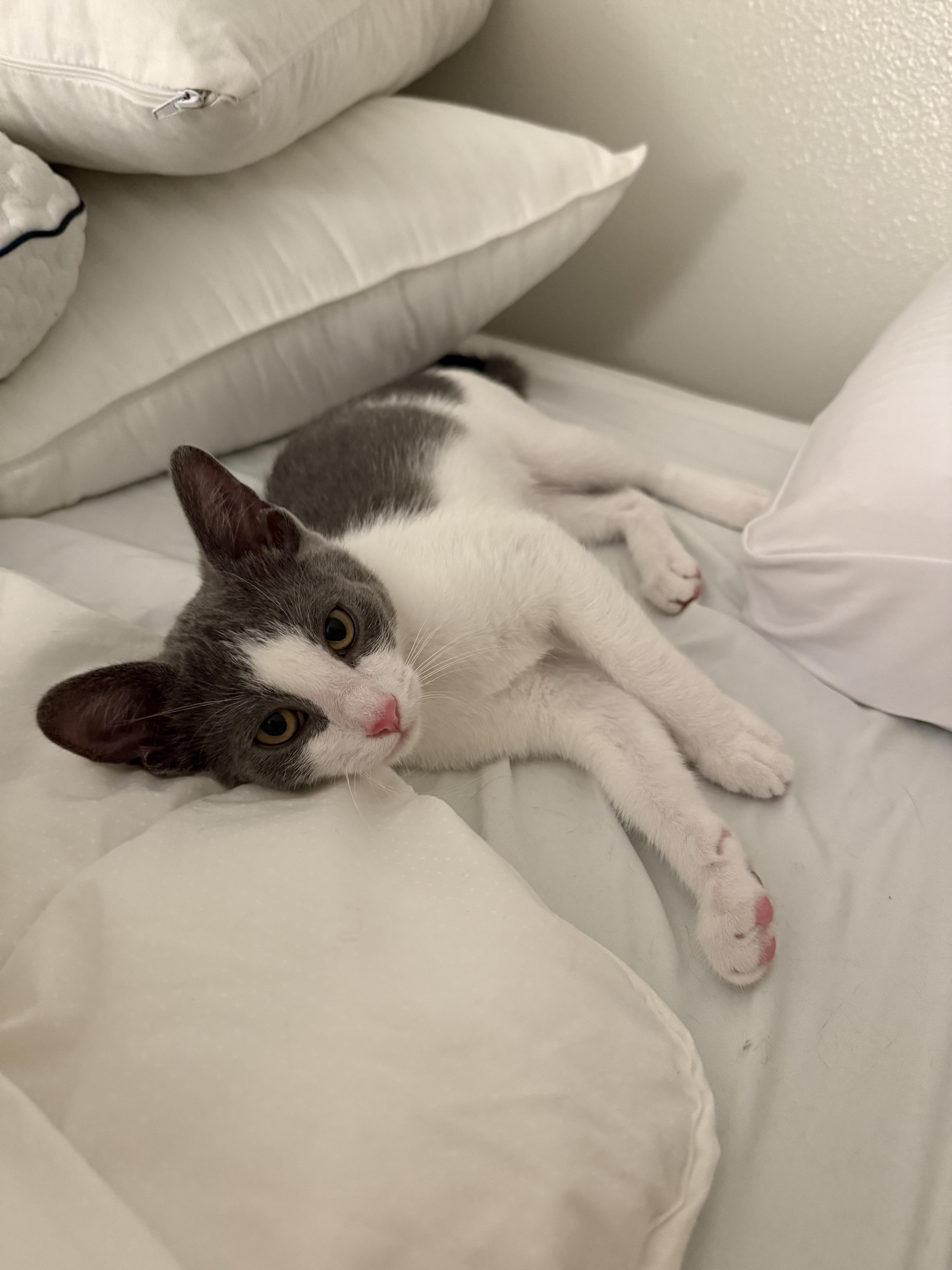 Mochi and Wasabi, a Adoptable mixed breed in Laguna Beach, CA image 5/6