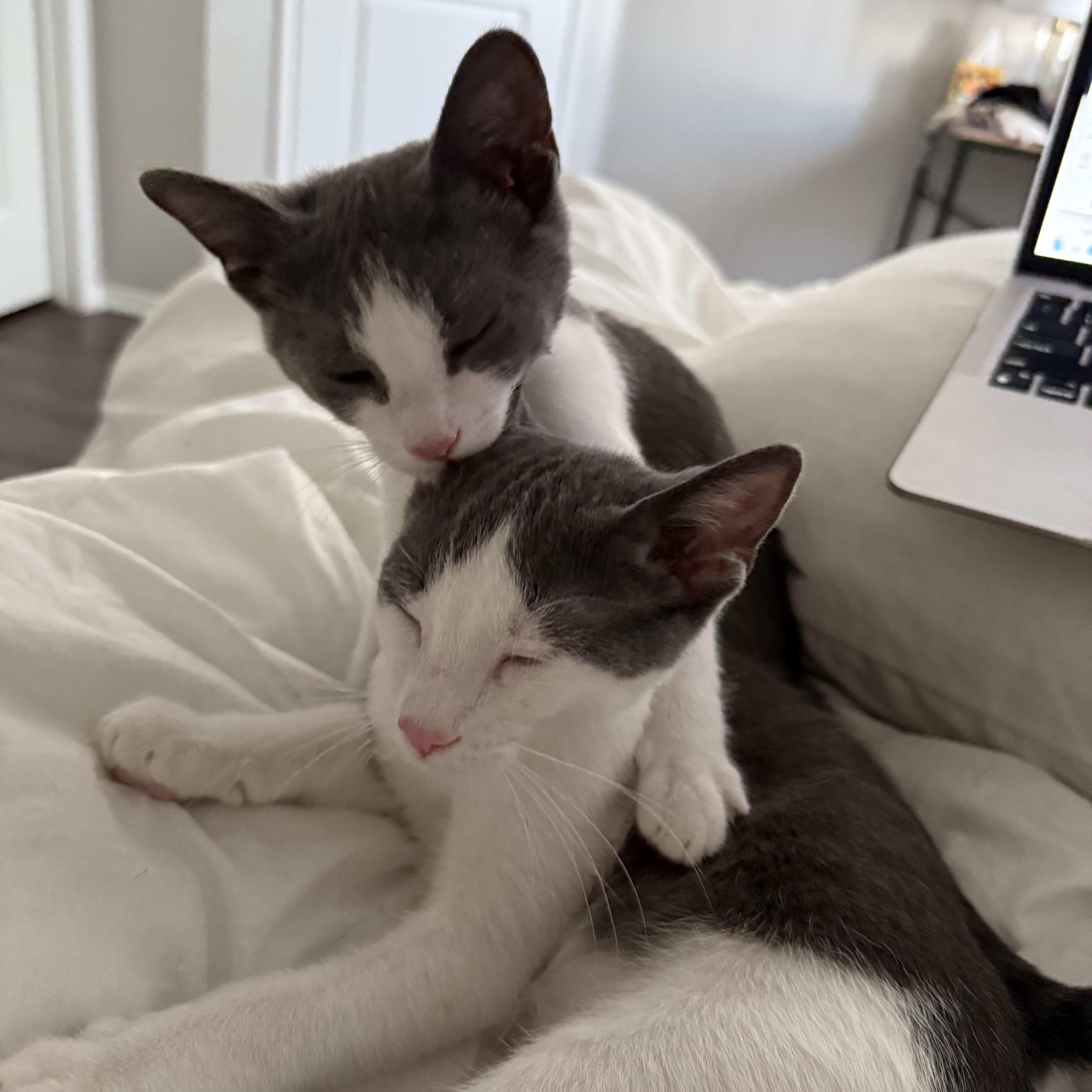 Mochi and Wasabi, a Adoptable mixed breed in Laguna Beach, CA image 2/6