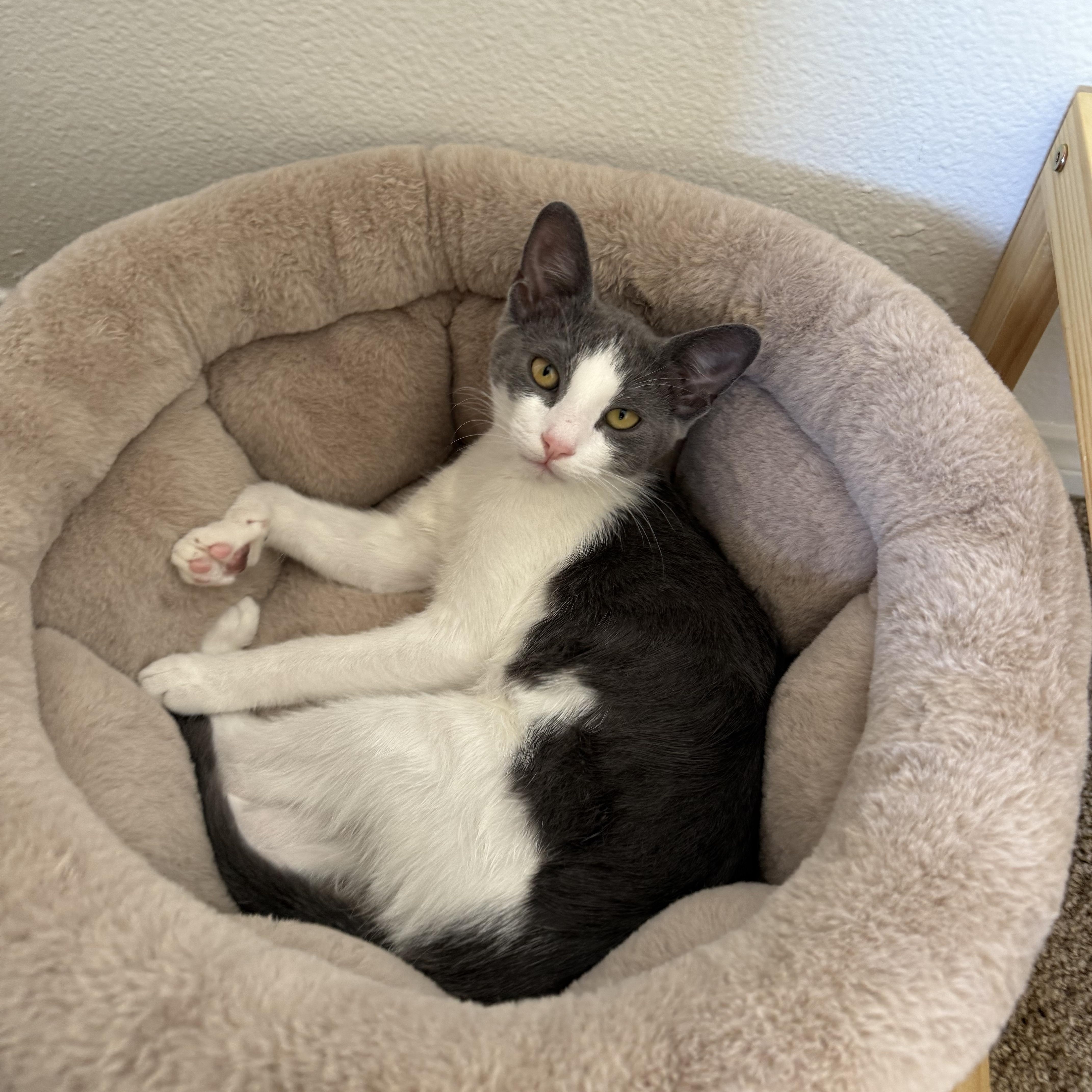 Mochi and Wasabi, a Adoptable mixed breed in Laguna Beach, CA image 4/6