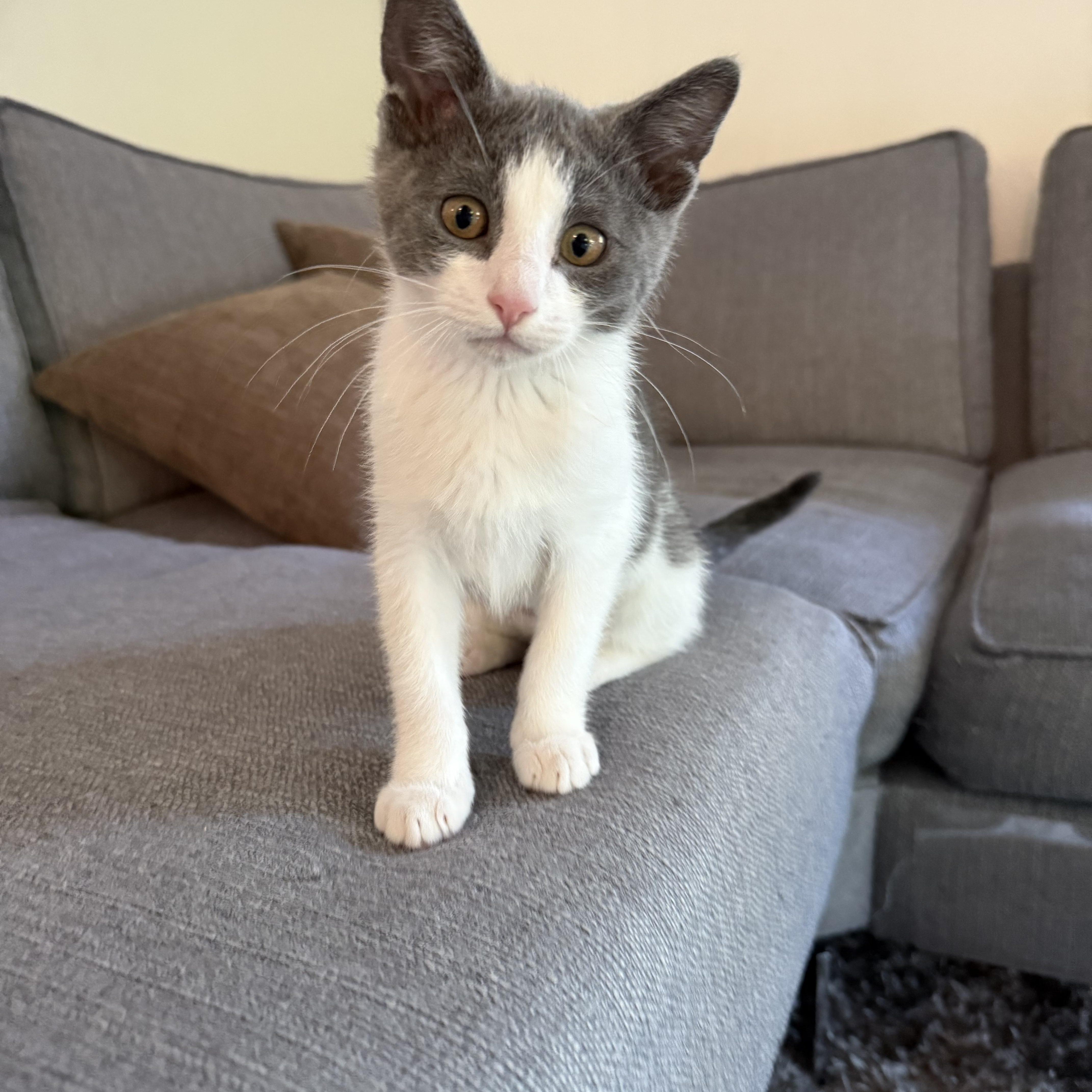 Mochi and Wasabi, a Adoptable mixed breed in Laguna Beach, CA image 6/6