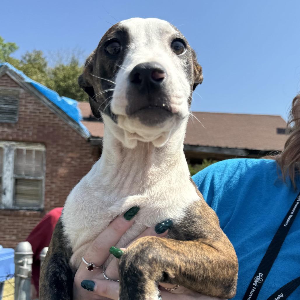 Enlarge Blue, a Adoptable Mixed Breed in Columbus, GA image 1/1