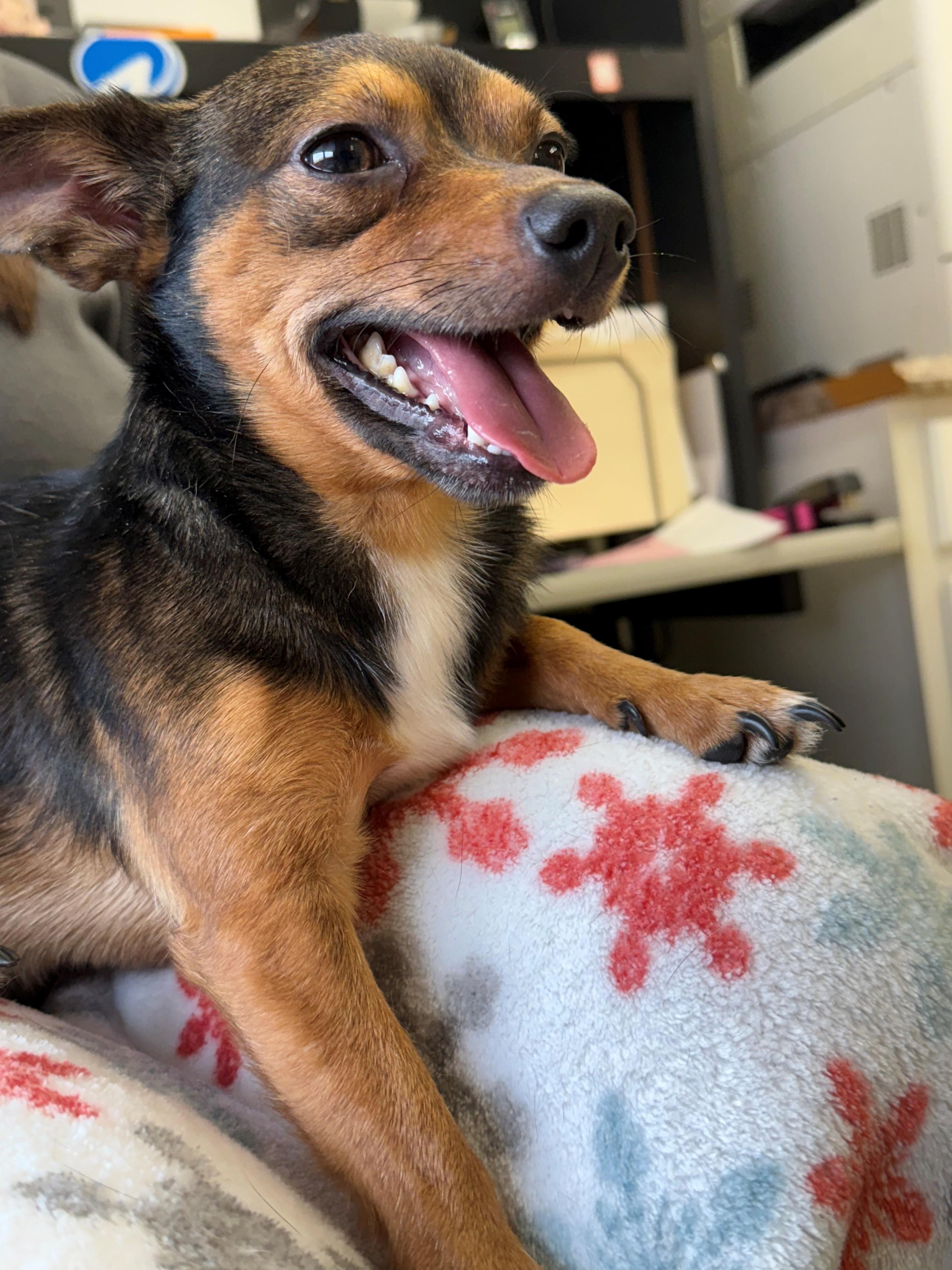 Donut, ADOPTABLE, Young Male Chihuahua.