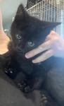 Wilbur, ADOPTABLE, Kitten Male Domestic Short Hair.