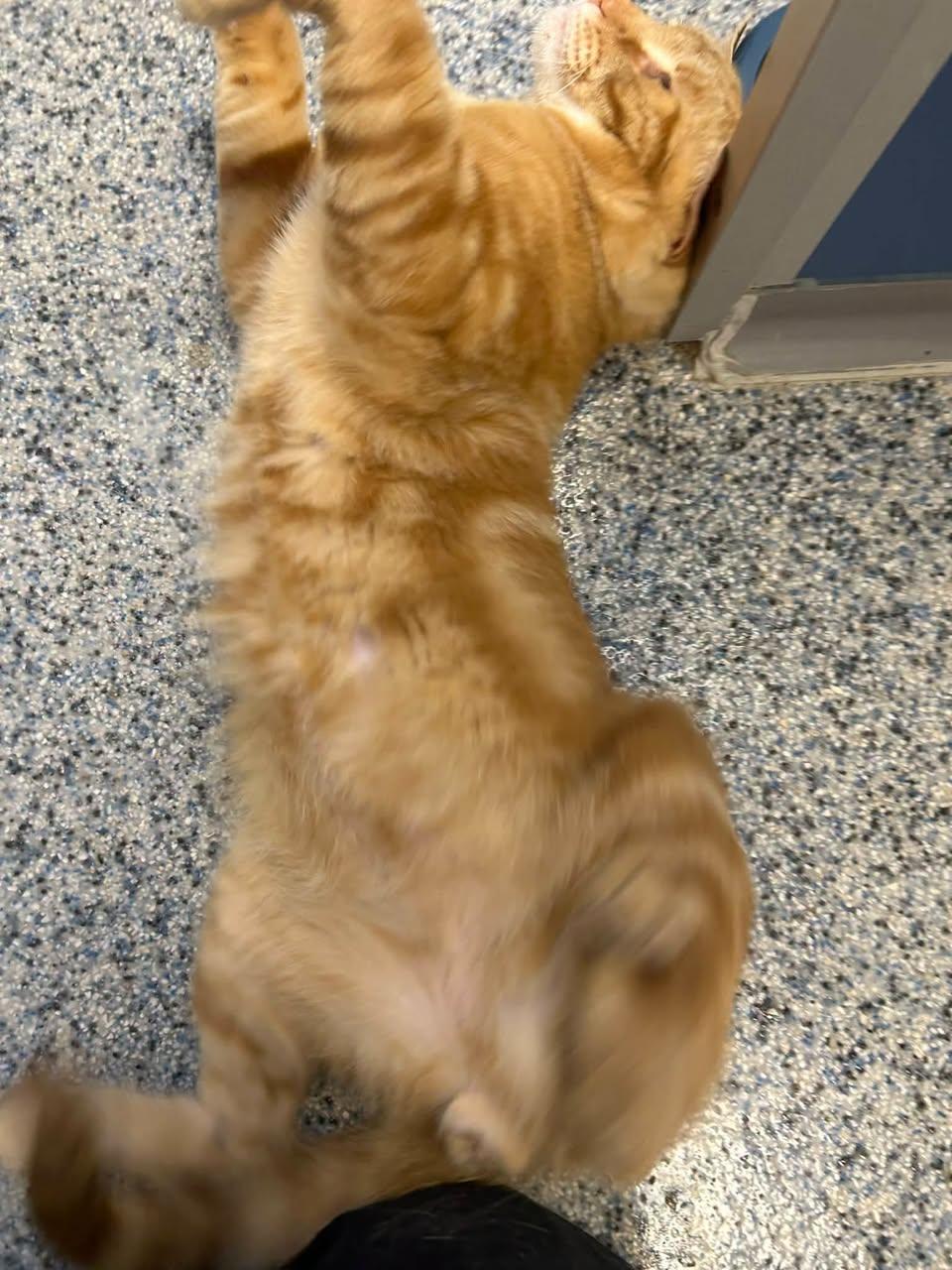 Enlarge Doc Hollliday, a Adoptable Domestic Short Hair in Milton, MA image 2/2