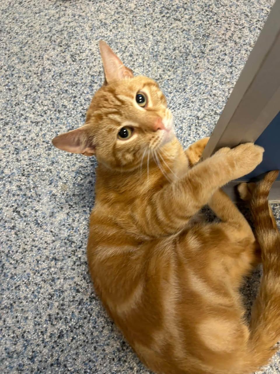 Doc Hollliday, Adoptable, Adult Male Domestic Short Hair.
