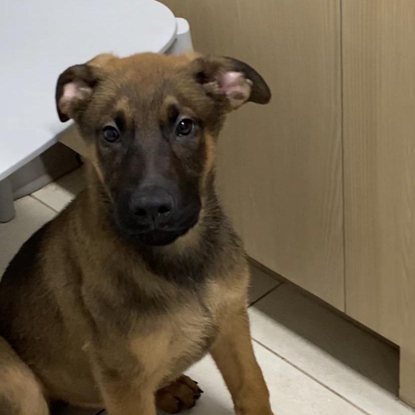 Kobe, an adoptable Shepherd in Richmond Hill, ON, L4E 2M8 | Photo Image 1