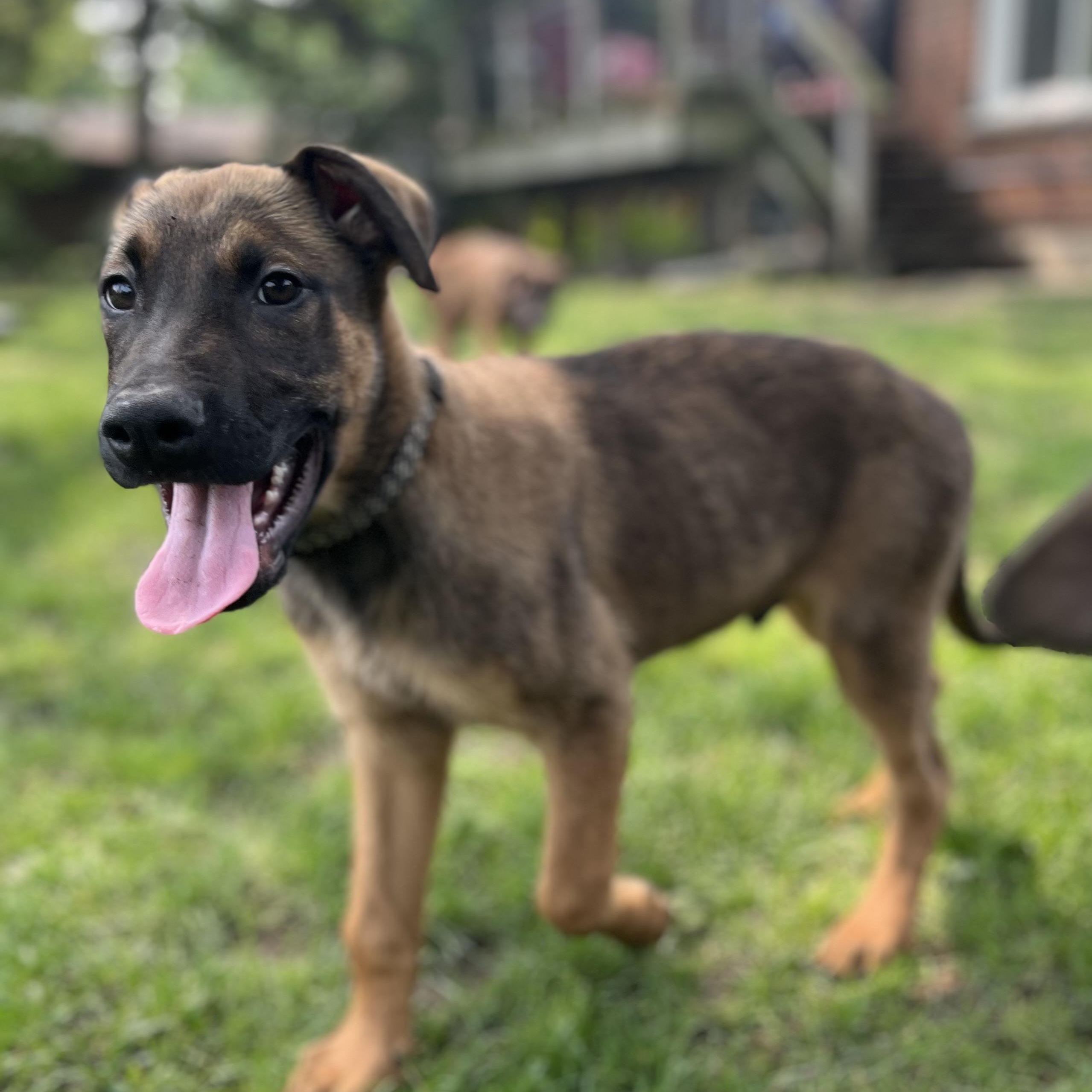 Kobe, an adoptable Shepherd in Richmond Hill, ON, L4E 2M8 | Photo Image 5
