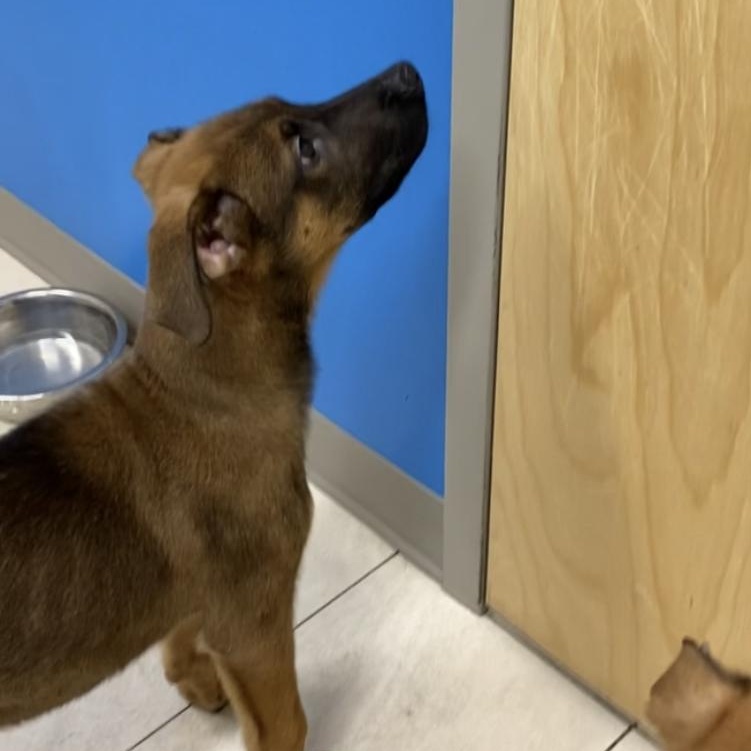 Kobe, an adoptable Shepherd in Richmond Hill, ON, L4E 2M8 | Photo Image 3