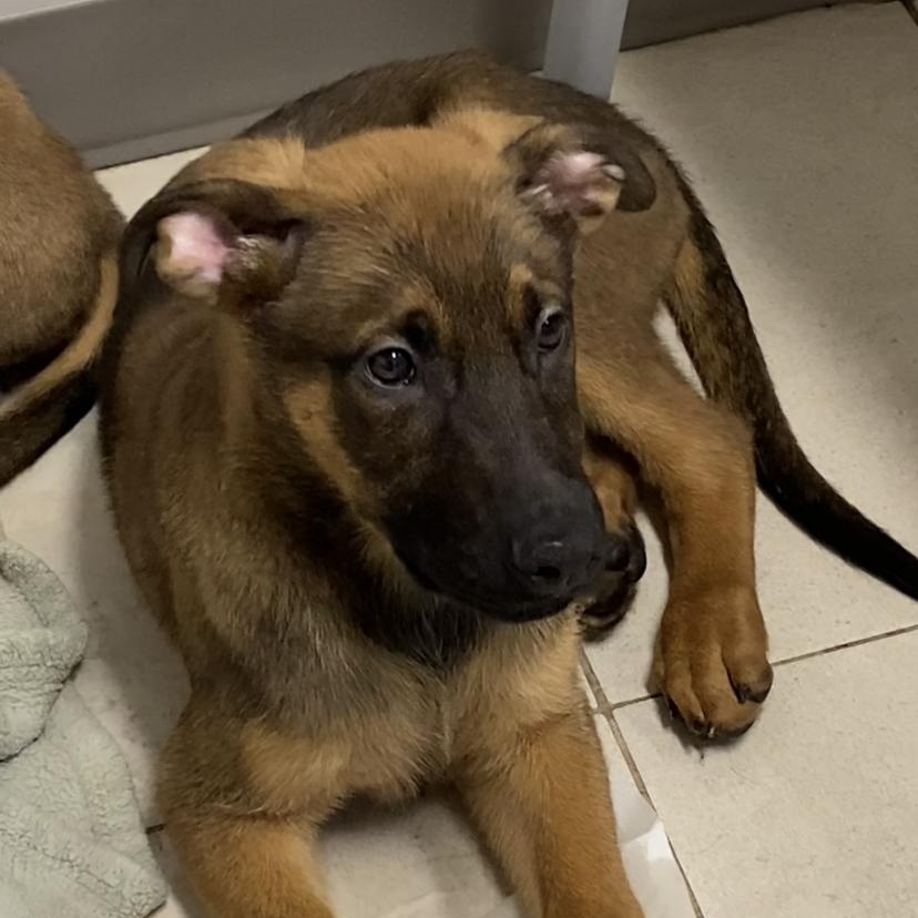Kobe, an adoptable Shepherd in Richmond Hill, ON, L4E 2M8 | Photo Image 4