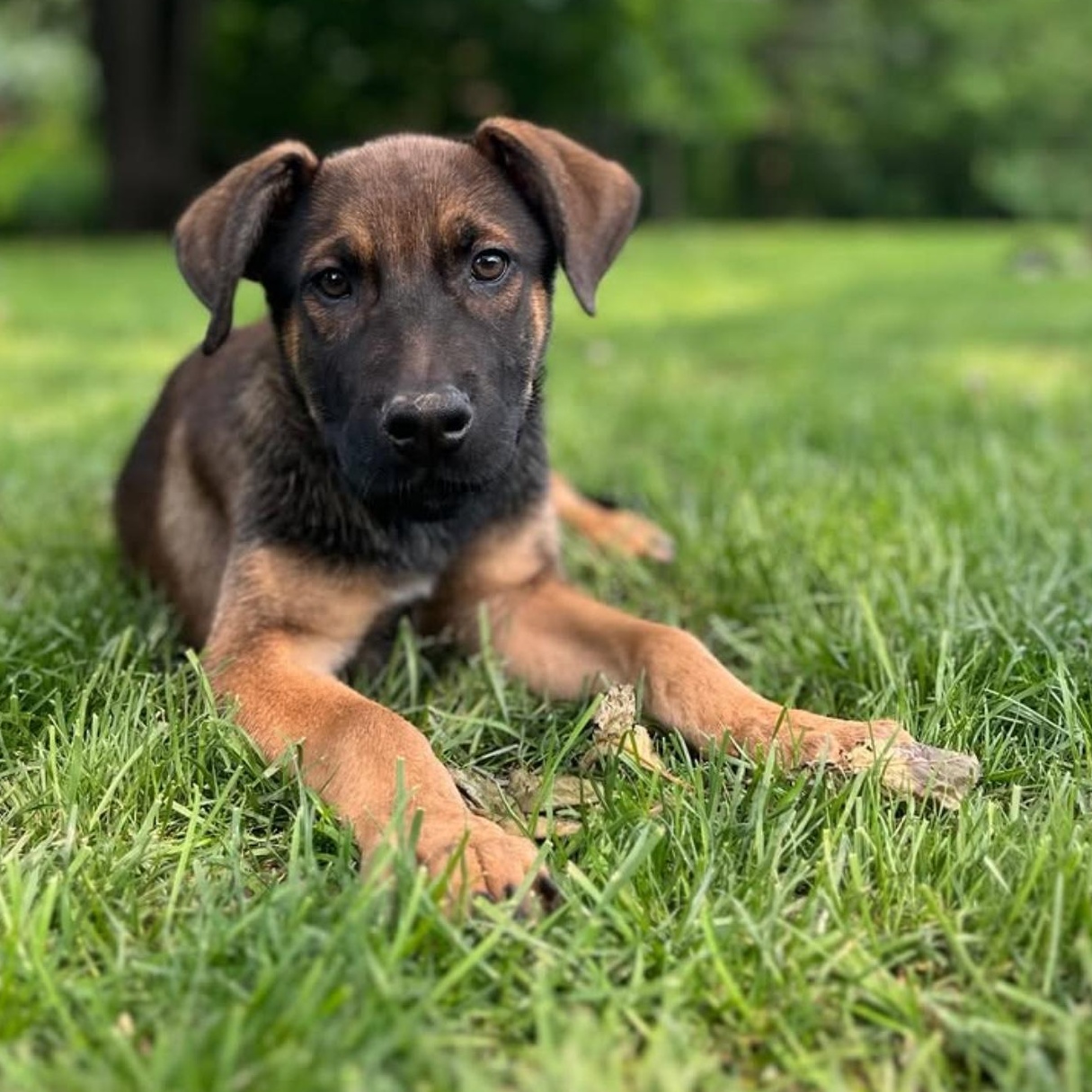 Kobe, an adoptable Shepherd in Richmond Hill, ON, L4E 2M8 | Photo Image 2