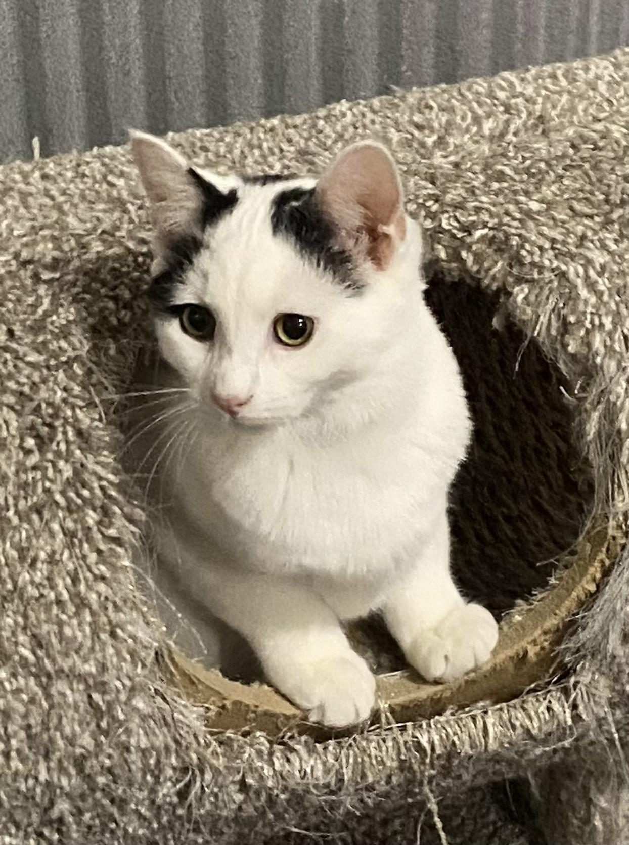 Weezer, Adoptable, Young Male Domestic Short Hair.
