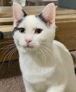 Weezer, a Adoptable Domestic Short Hair in Fredericksburg, OH image 6/6
